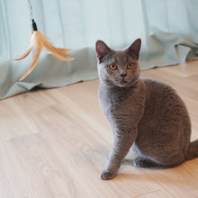 画像をギャラリービューアに読み込む, 【Japan Limited】Interactive Cat Feather Wands 9-PCS Set 天然羽根猫じゃらし9点セット(即納)