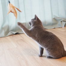 画像をギャラリービューアに読み込む, 【Japan Limited】Interactive Cat Feather Wands 9-PCS Set 天然羽根猫じゃらし9点セット（即納）
