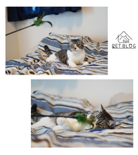 画像をギャラリービューアに読み込む, 【Japan Limited】Interactive Cat Feather Wands 9-PCS Set 天然羽根猫じゃらし9点セット(即納)