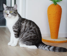 画像をギャラリービューアに読み込む, 【Japan Limited】Cute Carrot Cat Scratching Board 可愛い猫爪研ぎポール(即納)